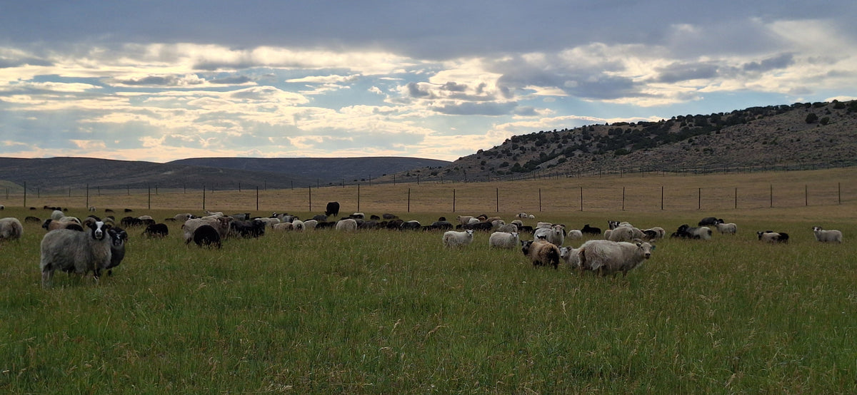 Our sheep